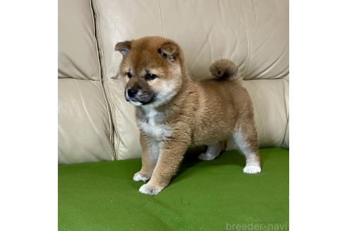 成約済の茨城県の柴犬-374164の2枚目