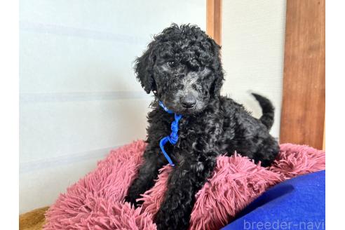 成約済の香川県のスタンダードプードル-370686の10枚目