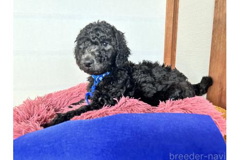 成約済の香川県のスタンダードプードル-370686の6枚目
