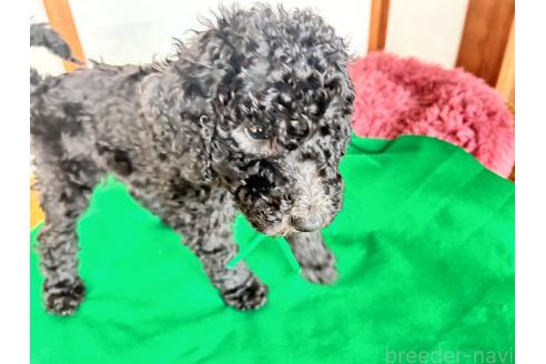 成約済の香川県のスタンダードプードル-370689の9枚目