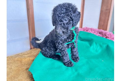成約済の香川県のスタンダードプードル-370689の6枚目