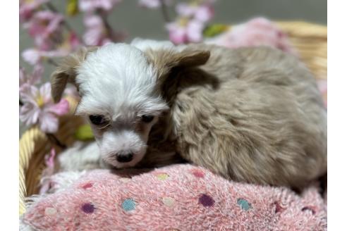 成約済の千葉県のチャイニーズクレステッドドッグ-369806の2枚目