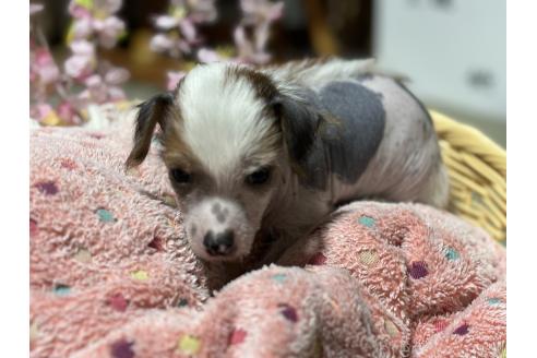 成約済の千葉県のチャイニーズクレステッドドッグ-369808の3枚目