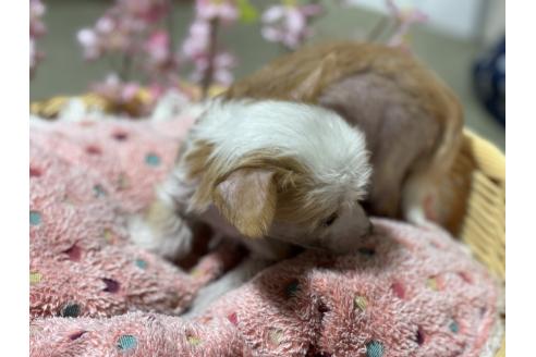 成約済の千葉県のチャイニーズクレステッドドッグ-369810の3枚目