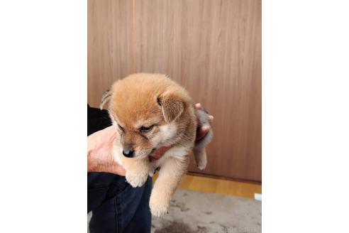成約済の岡山県の豆柴-376818の4枚目