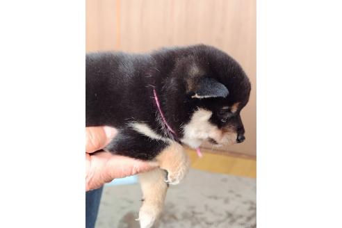 成約済の岡山県の豆柴-376824の3枚目