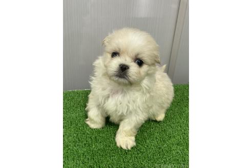 成約済の滋賀県のミックス犬-373828の10枚目