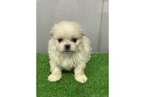 成約済の滋賀県のミックス犬-373828の8枚目
