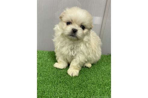 成約済の滋賀県のミックス犬-373828の7枚目