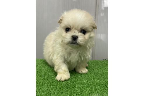 成約済の滋賀県のミックス犬-373828の6枚目