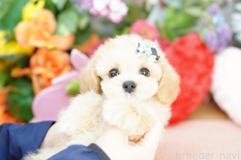 成約済の埼玉県のマルプー:マルチーズ×トイプードル-376853の4枚目