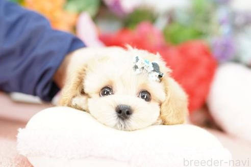 成約済の埼玉県のマルプー:マルチーズ×トイプードル-376853の3枚目