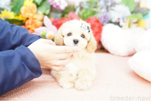 成約済の埼玉県のマルプー:マルチーズ×トイプードル-376853の2枚目