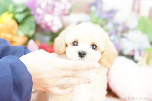 成約済の埼玉県のマルプー:マルチーズ×トイプードル-376853の1枚目