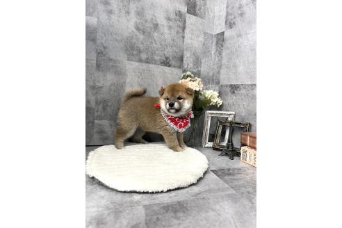 成約済の愛知県の豆柴-372751の2枚目