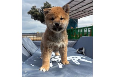 販売中の茨城県の柴犬-374367