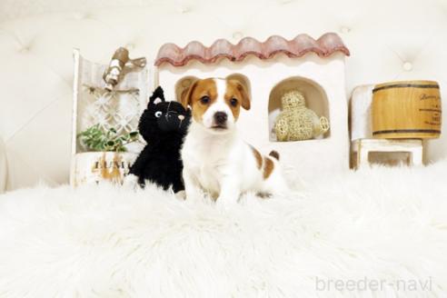 成約済の佐賀県のジャックラッセルテリア-376878の5枚目