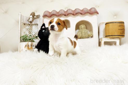 成約済の佐賀県のジャックラッセルテリア-376878の4枚目