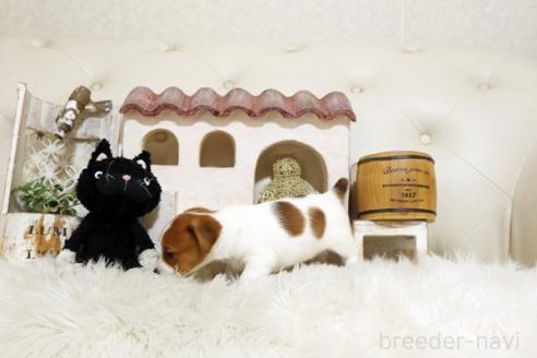 成約済の佐賀県のジャックラッセルテリア-376878の3枚目