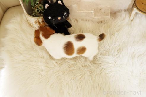 成約済の佐賀県のジャックラッセルテリア-376878の2枚目