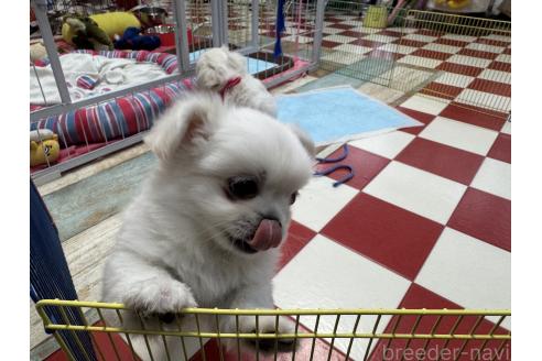 成約済の岐阜県のミックス犬-367317の4枚目