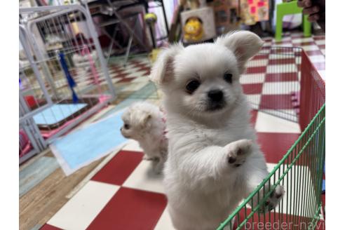 成約済の岐阜県のミックス犬-367317の3枚目