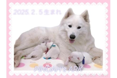 成約済の広島県のサモエド-376897の2枚目