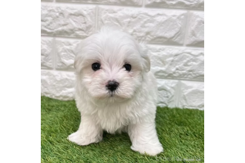 成約済の愛知県のマルチーズ-376905の1枚目