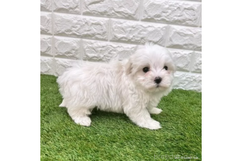 成約済の愛知県のマルチーズ-376905の5枚目