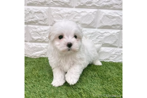 成約済の愛知県のマルチーズ-376905の4枚目