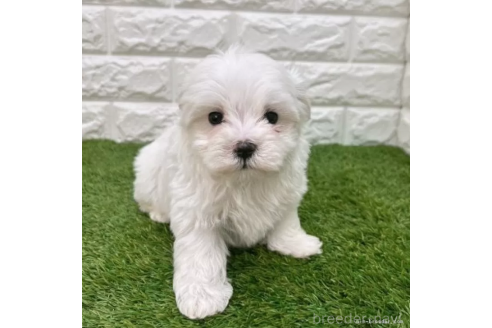 成約済の愛知県のマルチーズ-376905の3枚目