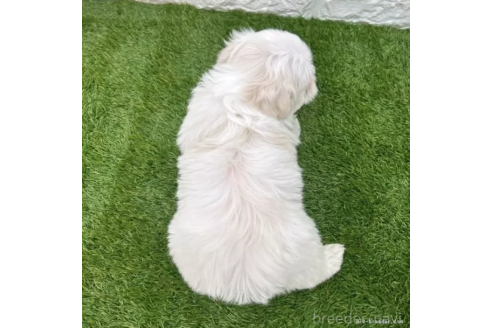 成約済の愛知県のマルチーズ-376905の2枚目