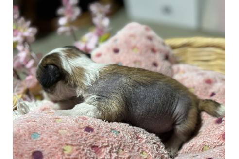 成約済の千葉県のチャイニーズクレステッドドッグ-372909の2枚目
