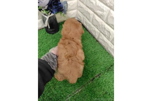 成約済の岡山県のタイニープードル-376920の2枚目