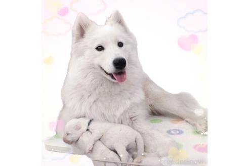 ののサモエド-