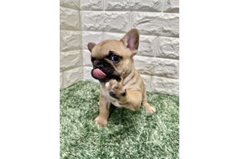 成約済の愛知県のフレンチブルドッグ-376999の4枚目