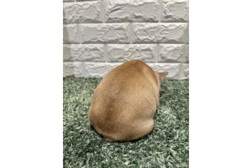 成約済の愛知県のフレンチブルドッグ-376999の2枚目