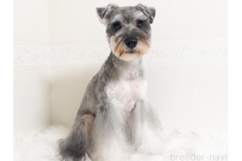 ののミニチュアシュナウザー-