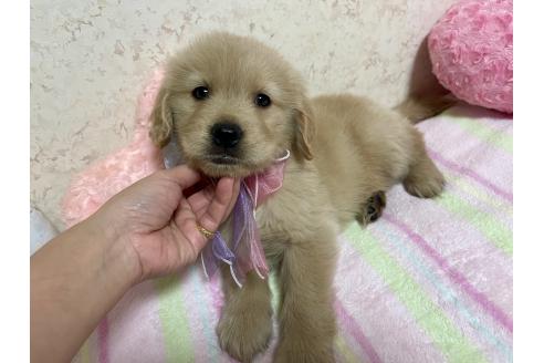 成約済の新潟県のゴールデンレトリーバー-376791の14枚目