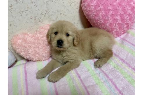 成約済の新潟県のゴールデンレトリーバー-376791の13枚目