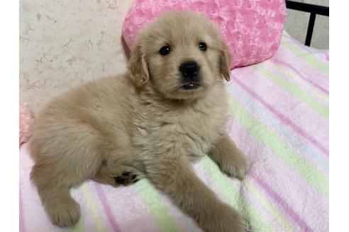成約済の新潟県のゴールデンレトリーバー-376791の12枚目