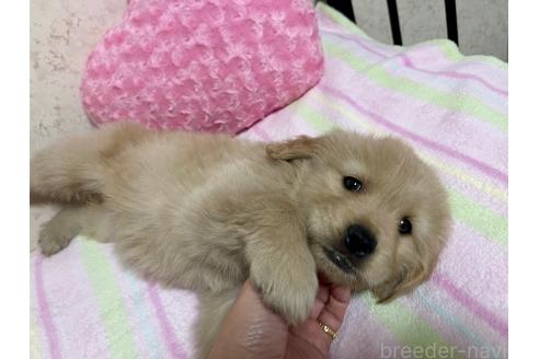 成約済の新潟県のゴールデンレトリーバー-376791の11枚目