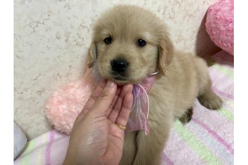 成約済の新潟県のゴールデンレトリーバー-376791の10枚目