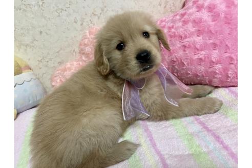 成約済の新潟県のゴールデンレトリーバー-376791の9枚目