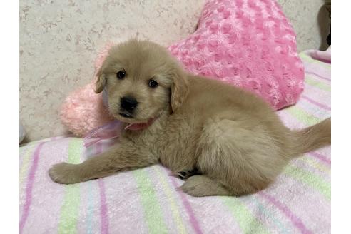 成約済の新潟県のゴールデンレトリーバー-376791の7枚目