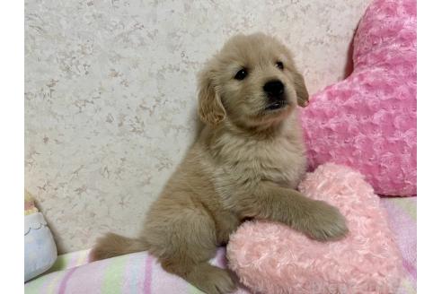 成約済の新潟県のゴールデンレトリーバー-376791の4枚目