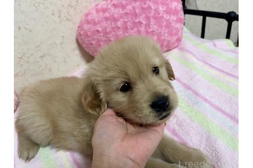 成約済の新潟県のゴールデンレトリーバー-376791の3枚目