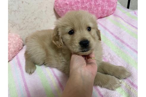 成約済の新潟県のゴールデンレトリーバー-376791の2枚目