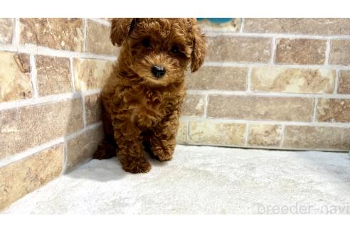 成約済の埼玉県のタイニープードル-373244の2枚目