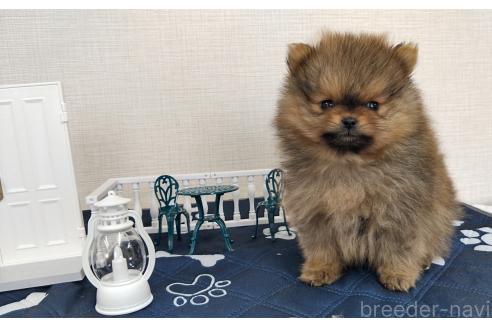 成約済の群馬県のポメラニアン-369823の11枚目
